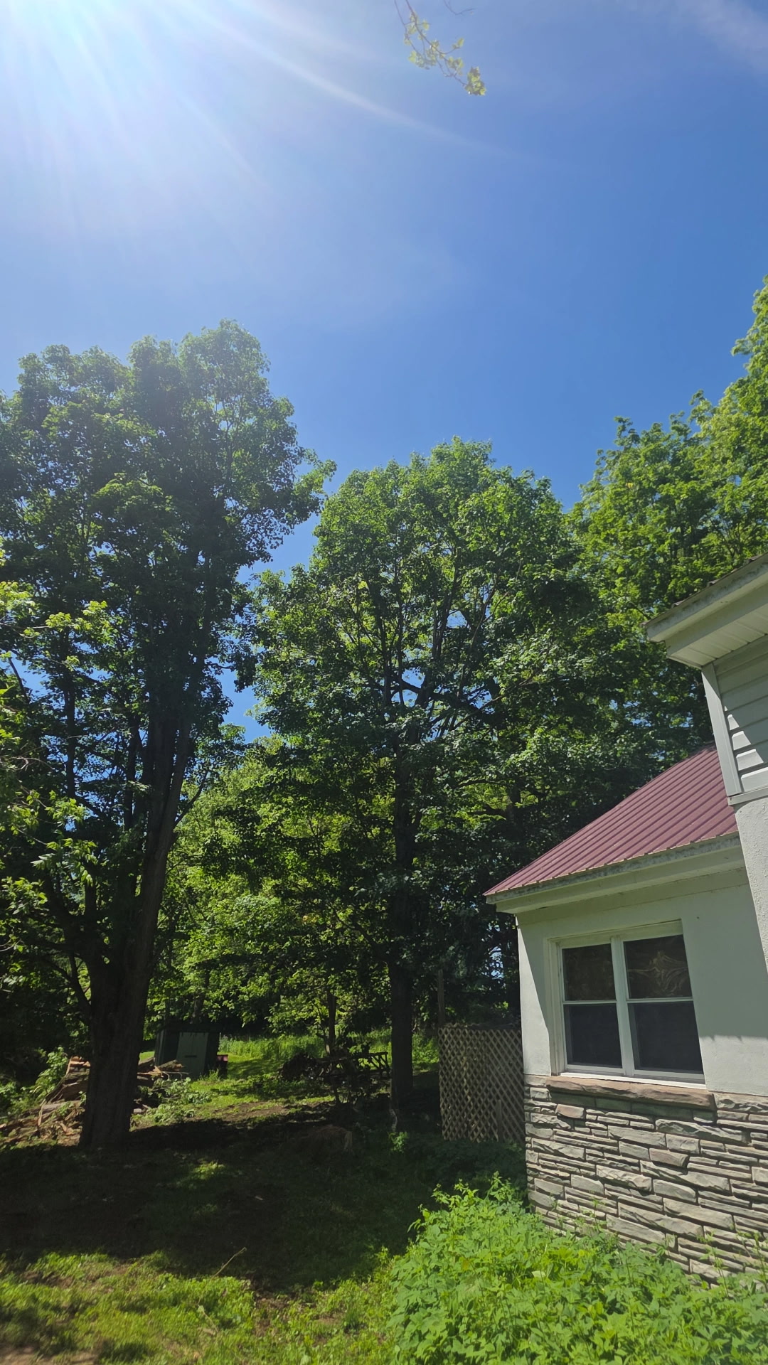 Same property after tree removal — restored