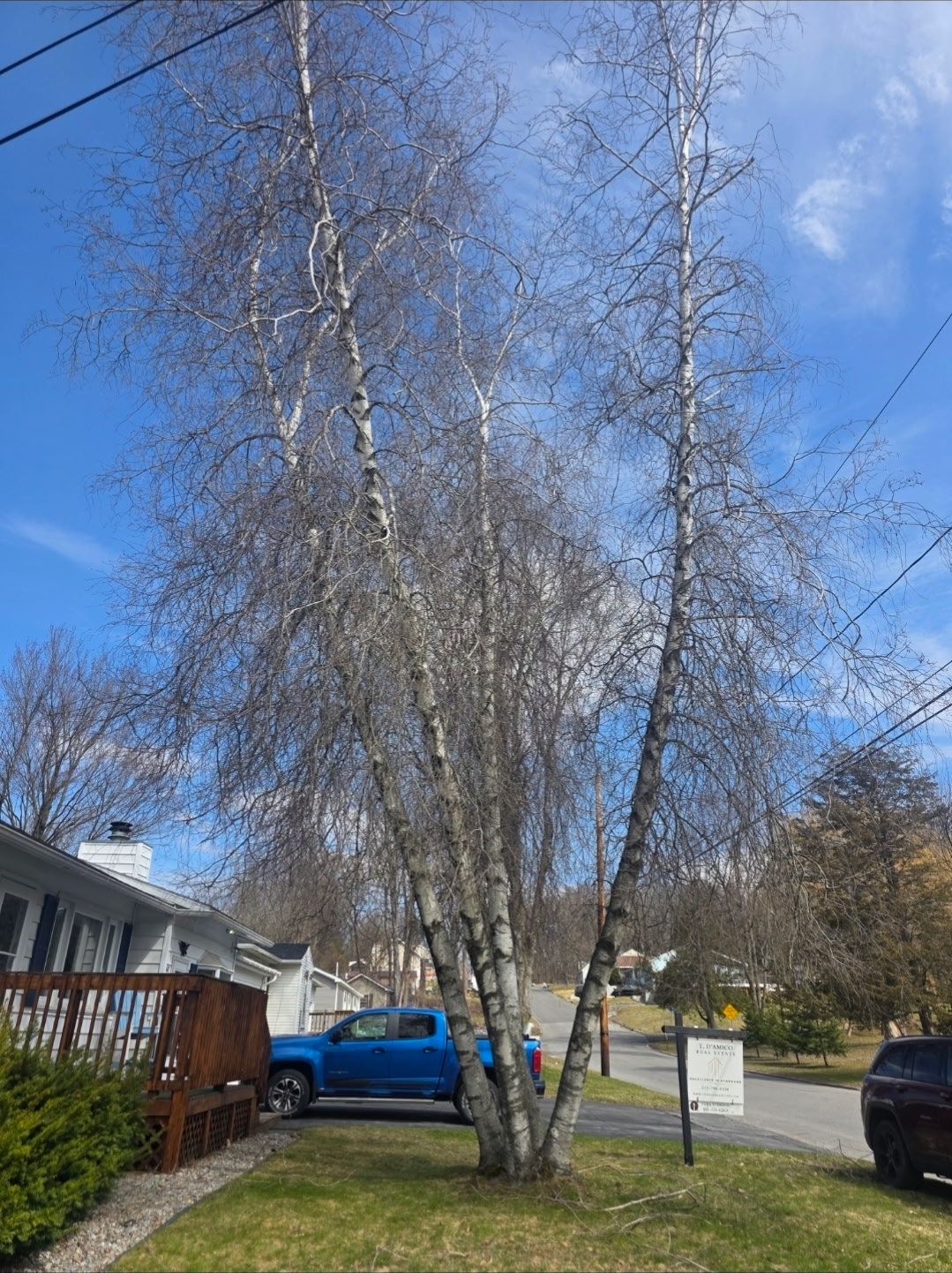 Property with problem tree before removal