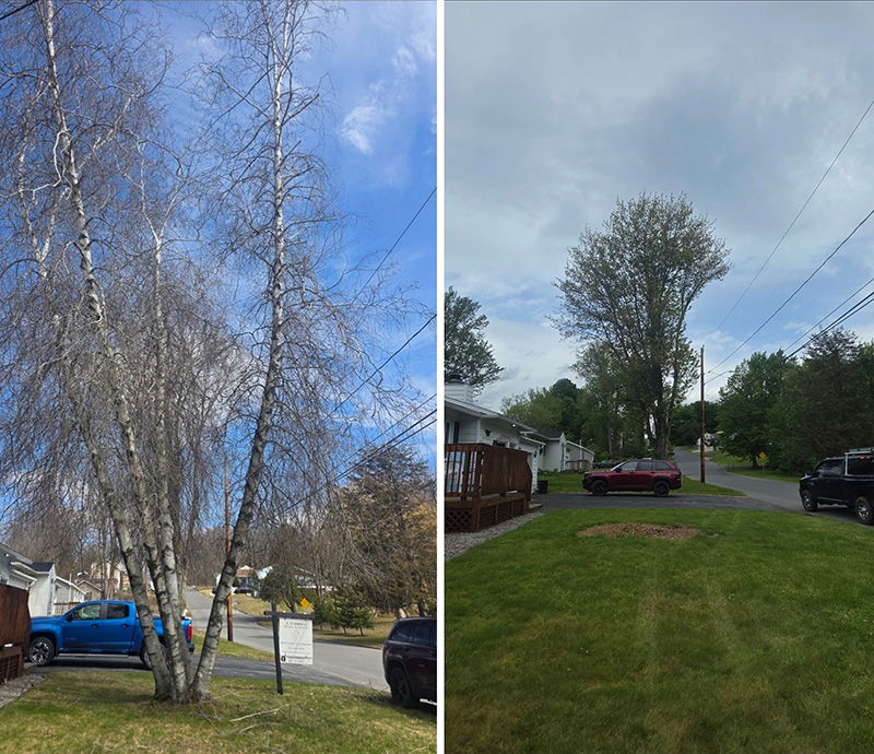 Tree Removal Syracuse NY