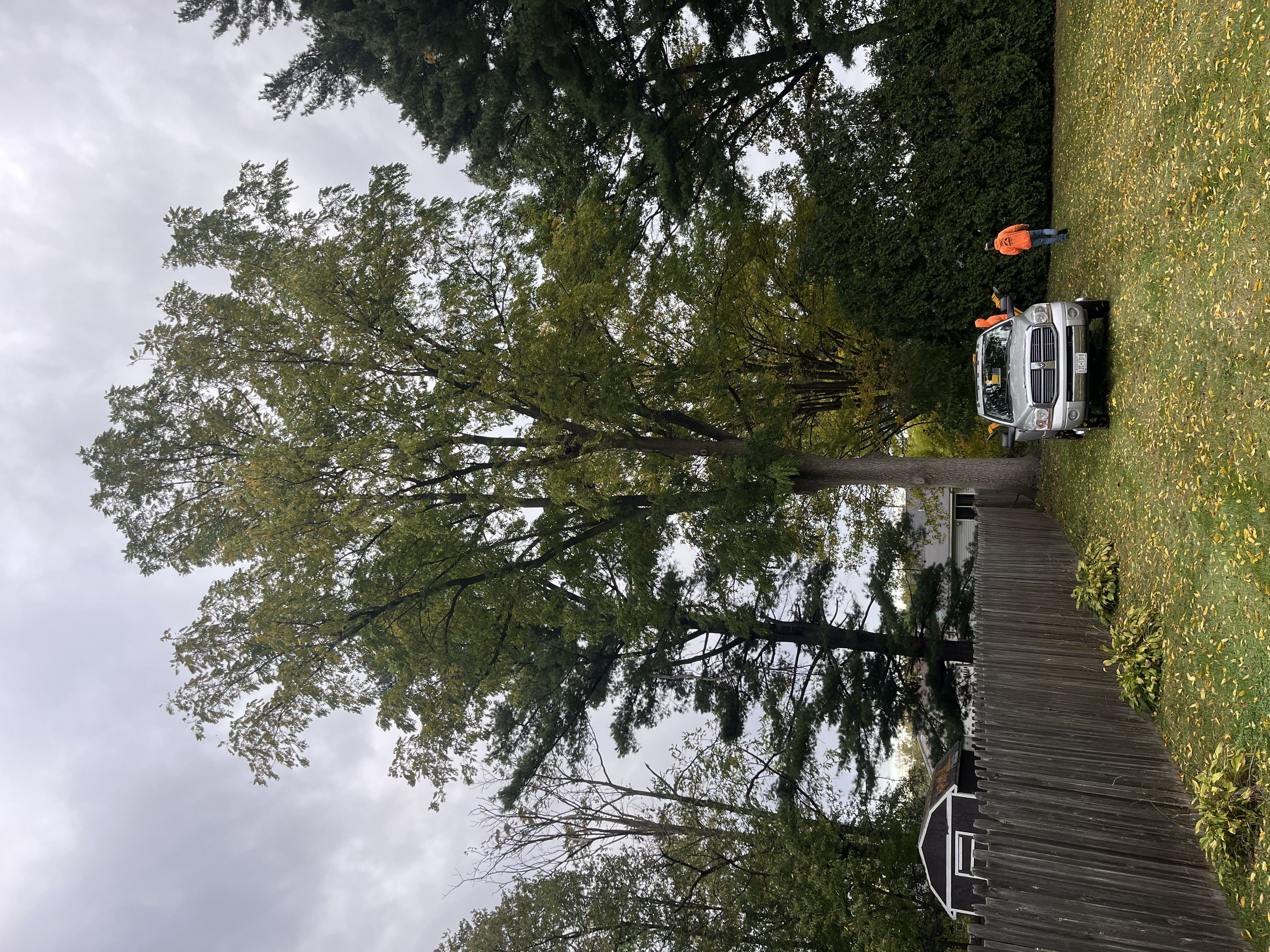DIR Tree Service crew at work in CNY